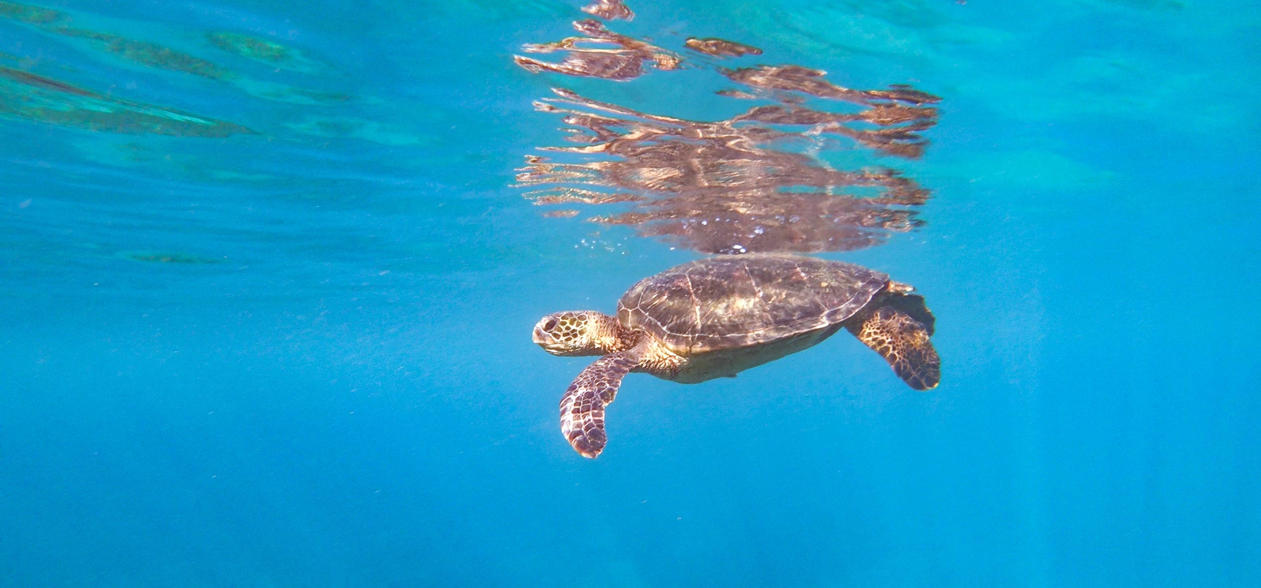 Explore South Kihei