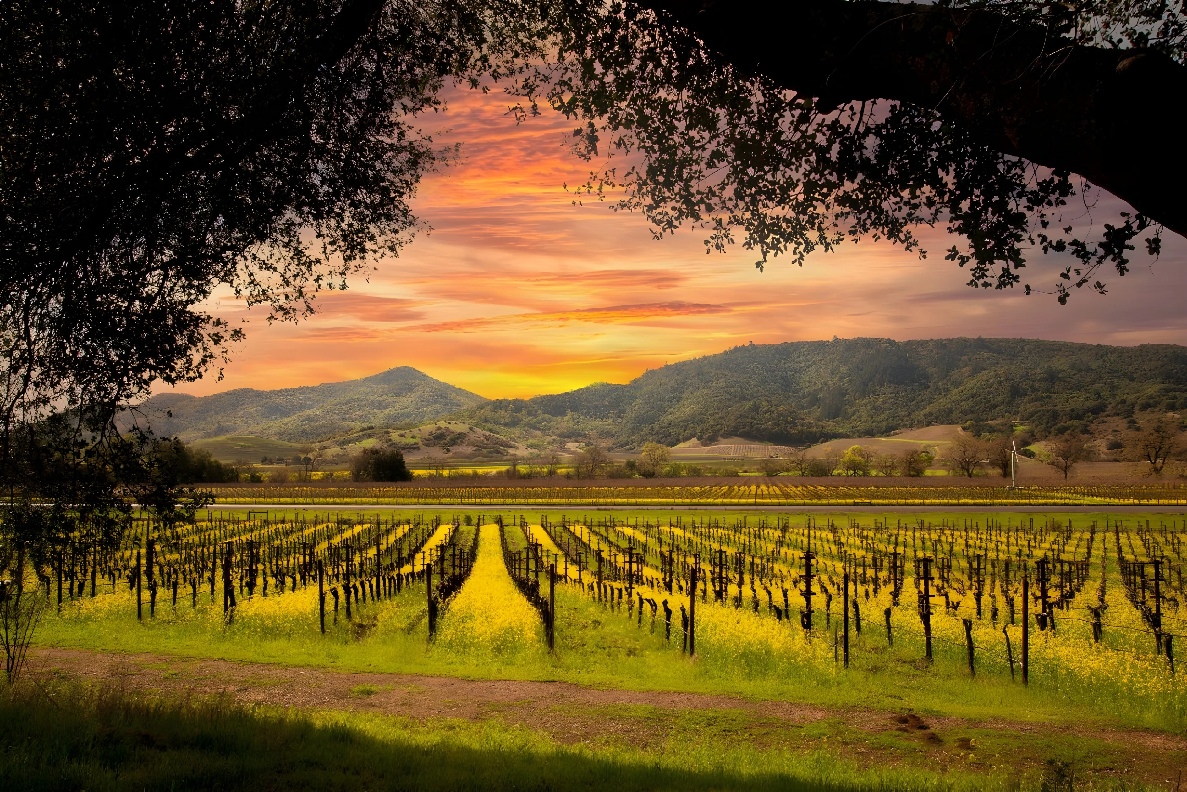 The Best of Wine Country