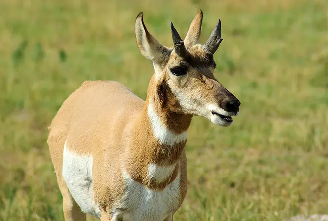 What Do You Do if You See a Wild Animal While Hiking?
