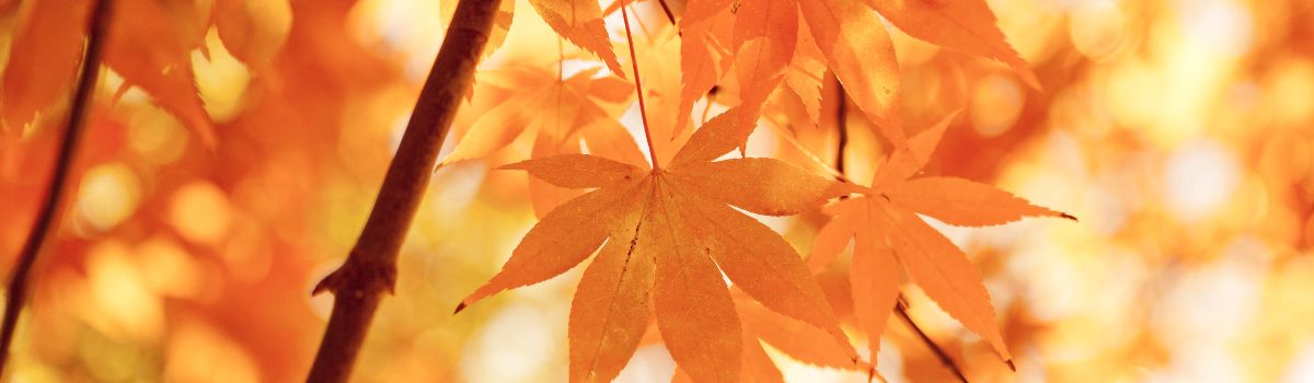 The Black Hills in September: Ultimate Fall Vacation