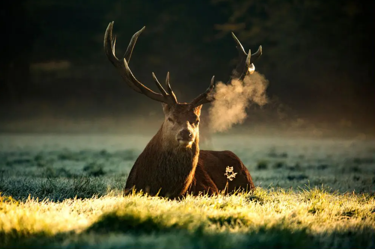 The Black Hills in March: Ultimate Spring Vacation