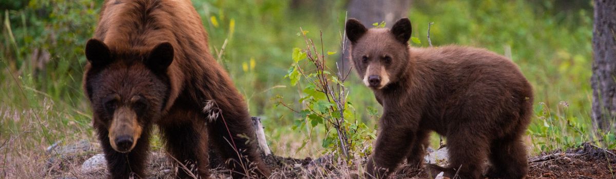 Are Bears in the Black Hills? It’s Controversial.