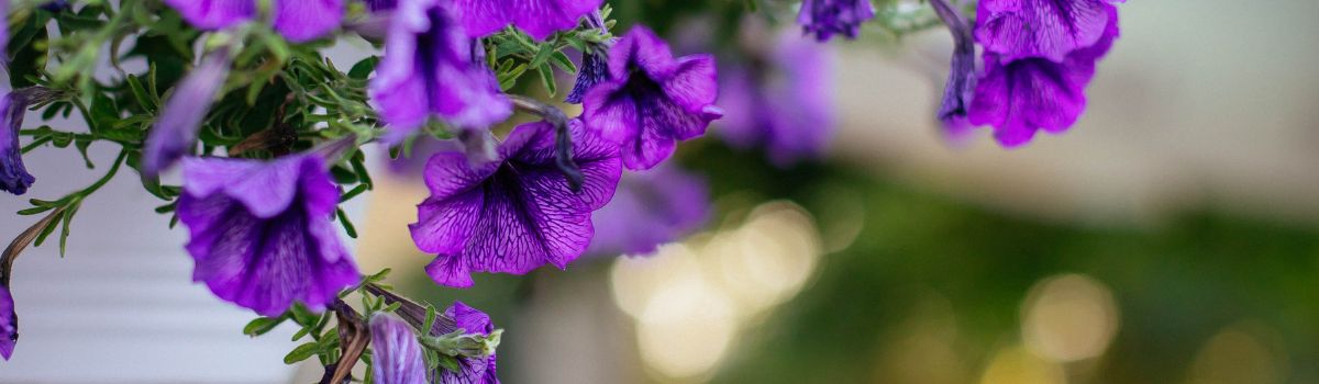 Hill City Happenings