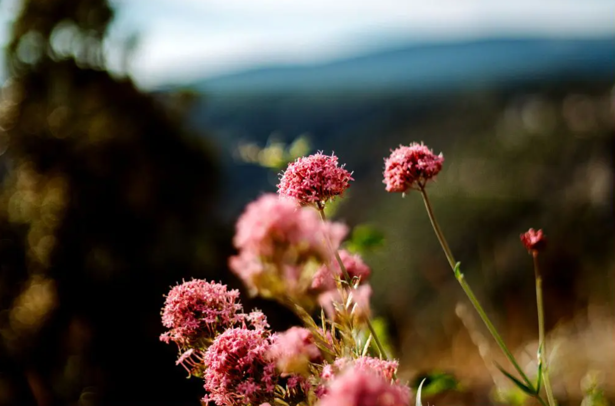 The Black Hills in May: Ultimate Spring Vacation