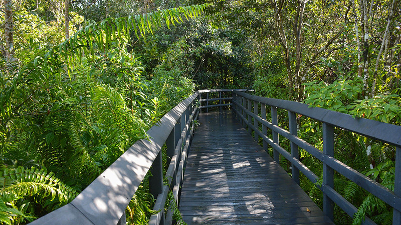 Immerse Yourself in Beauty at the Fern Forest Nature Center