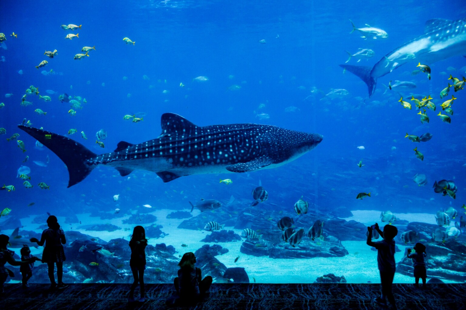 Explore the Captivating Underwater World at Fort Lauderdale’s Best Aquariums