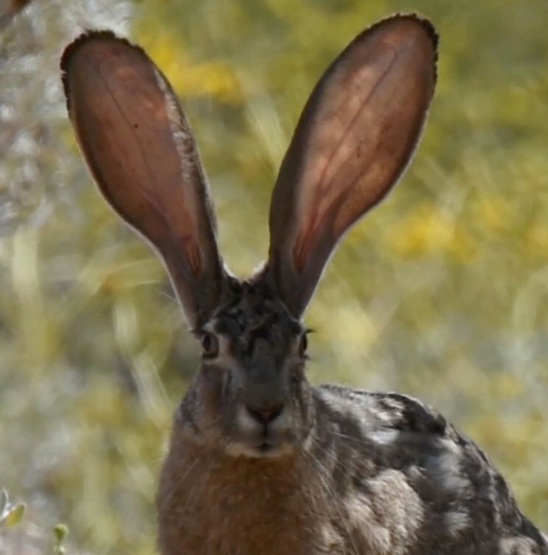Jackrabbits of the Sonoran Desert: Facts & Where to Spot Them