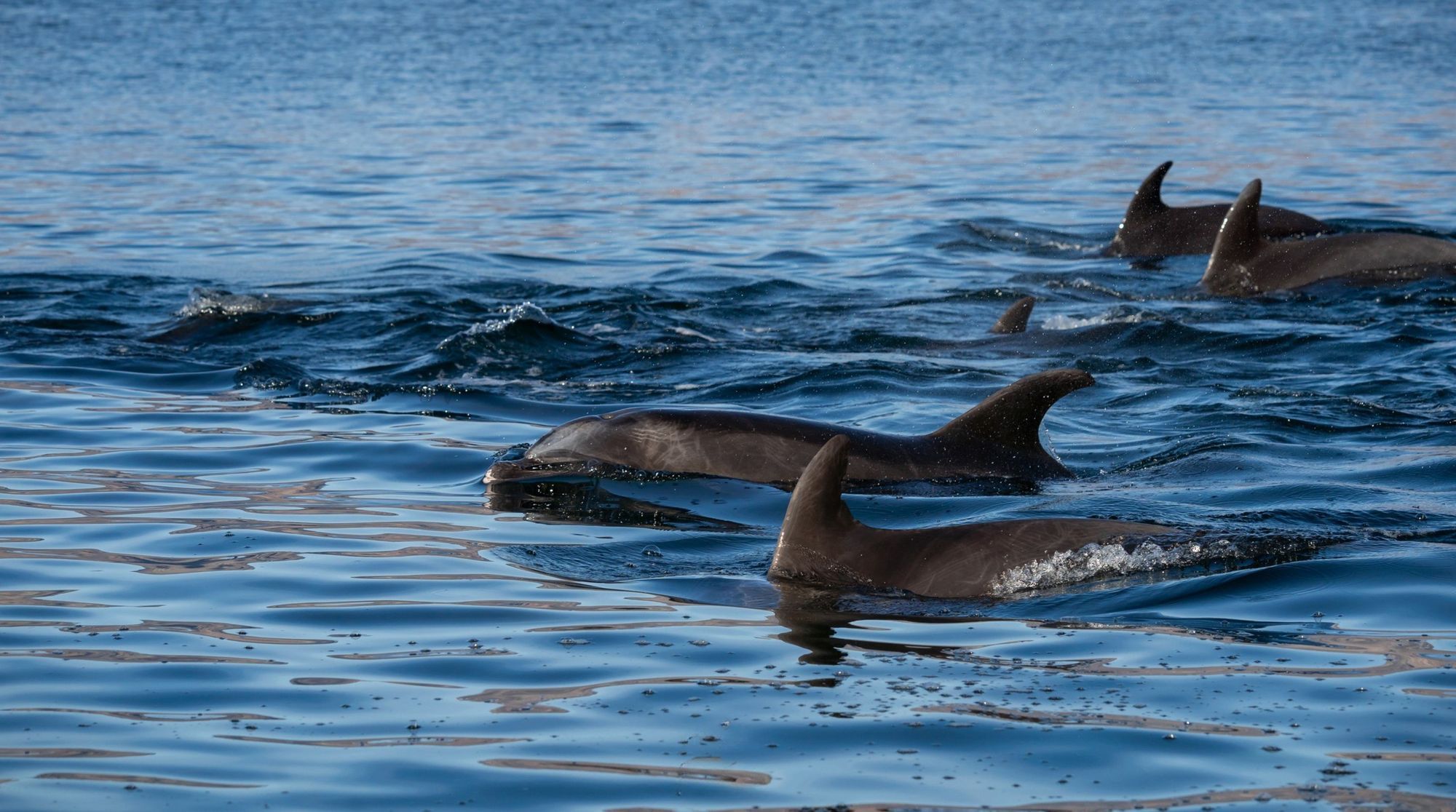 Pod of dolphins surfacing in the Sea of Cortez near Isla Catalana